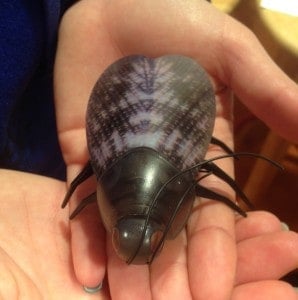 The i-robot beetle