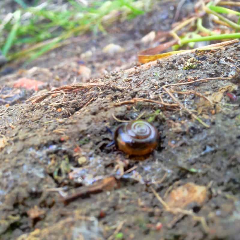 Finding snails in the garden