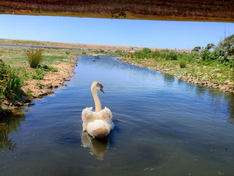 Abbotsbury Swannery